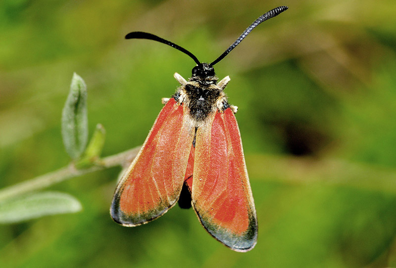 Altre specie da Manziana e dintorni